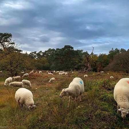 Vos * Хульсхорст