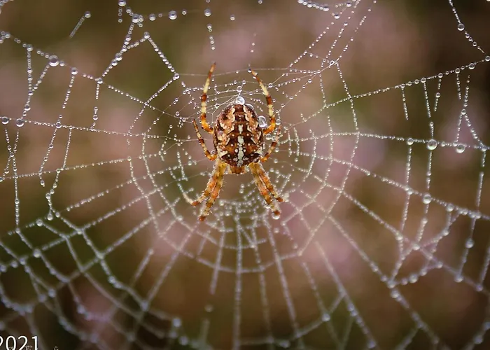 Vos Dağ evi Hulshorst